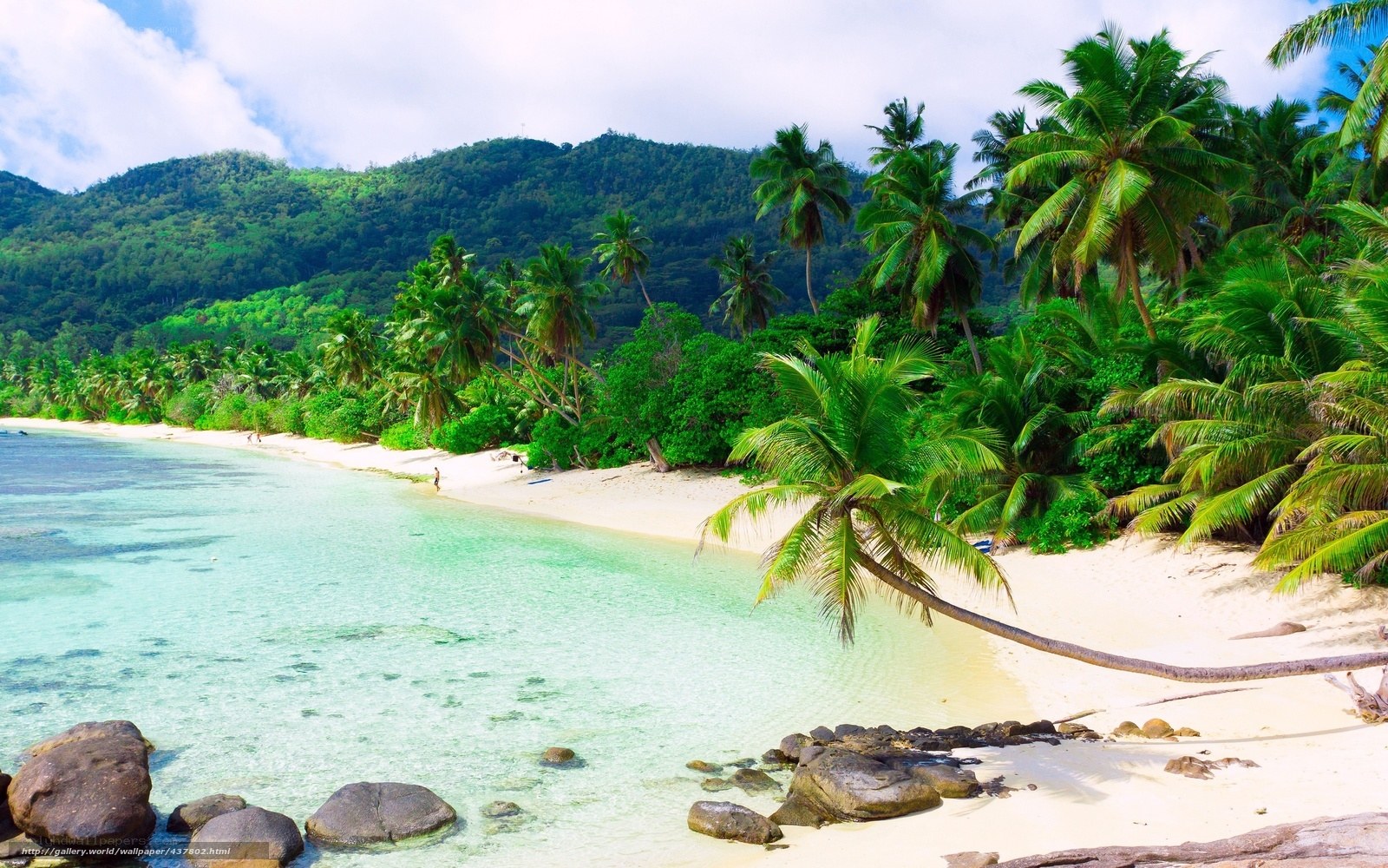 tropical beach with palm trees