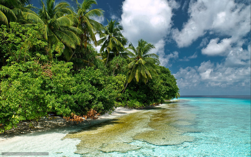 tropical beach with palm trees