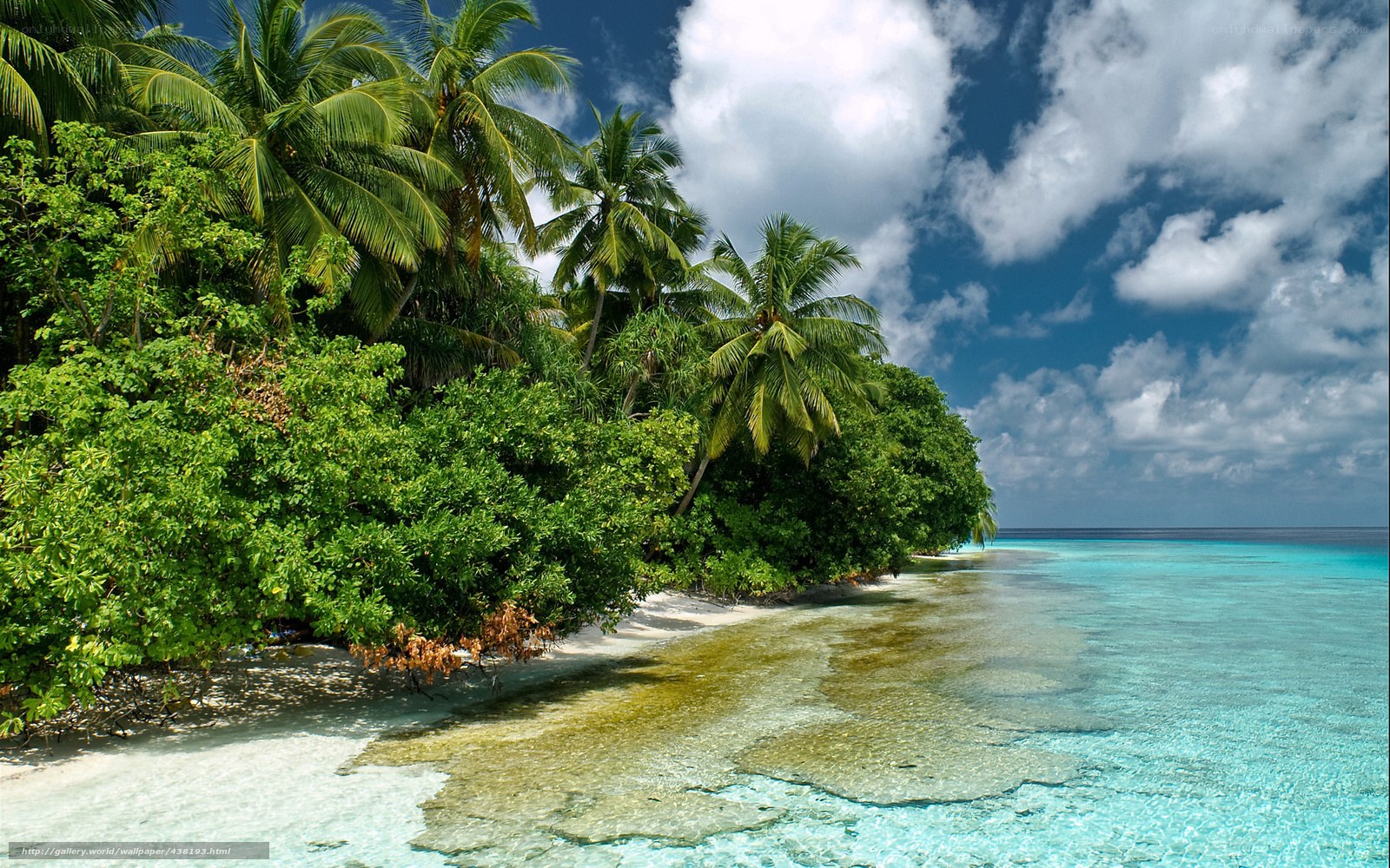 tropical beach with palm trees