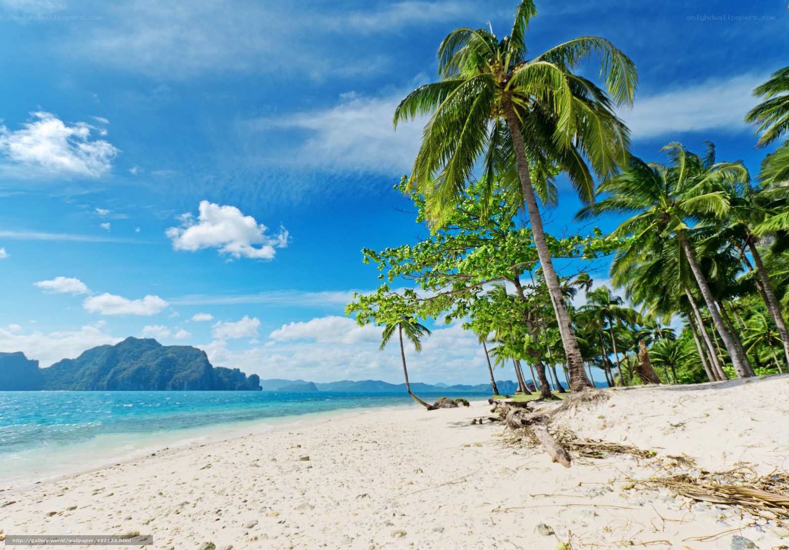 tropical beach with palm trees