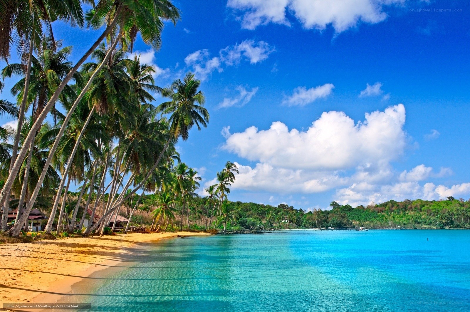 tropical beach with palm trees