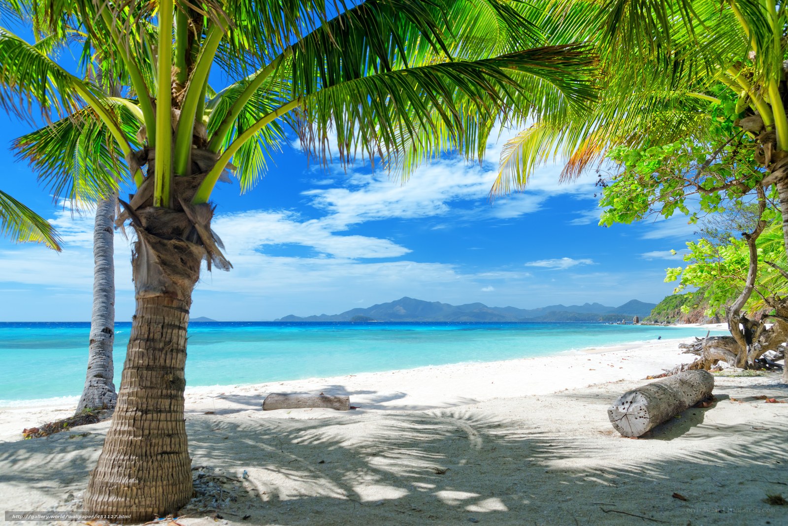Tropical beach with palm trees