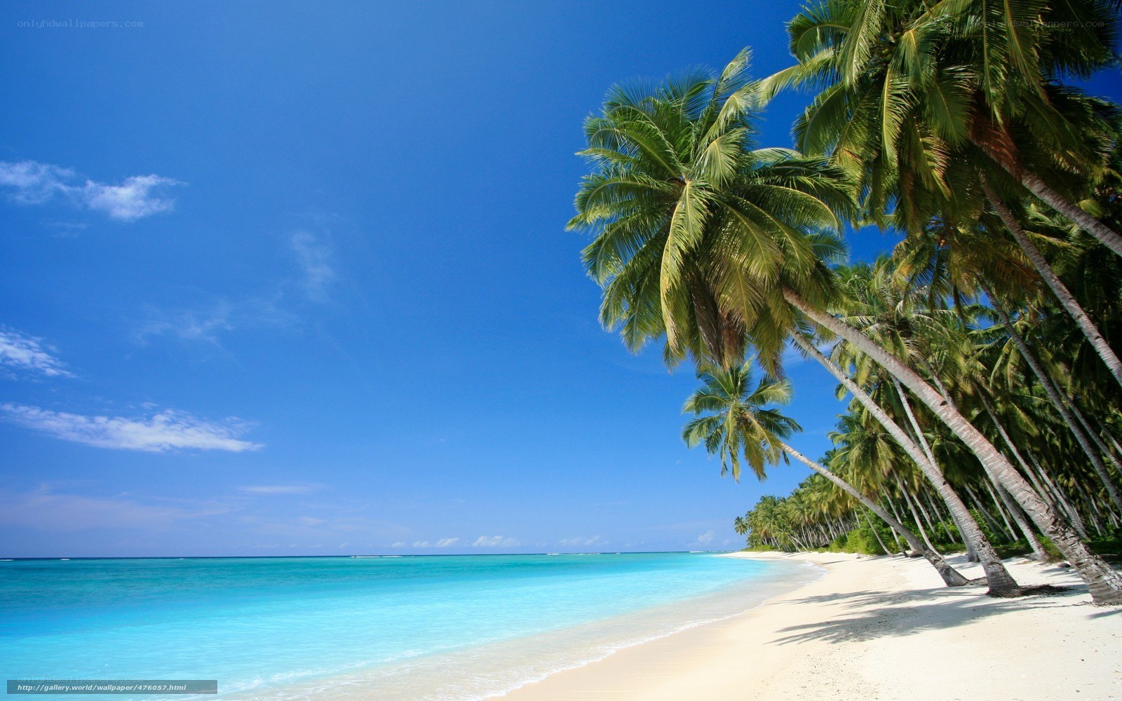 tropical beach with palm trees