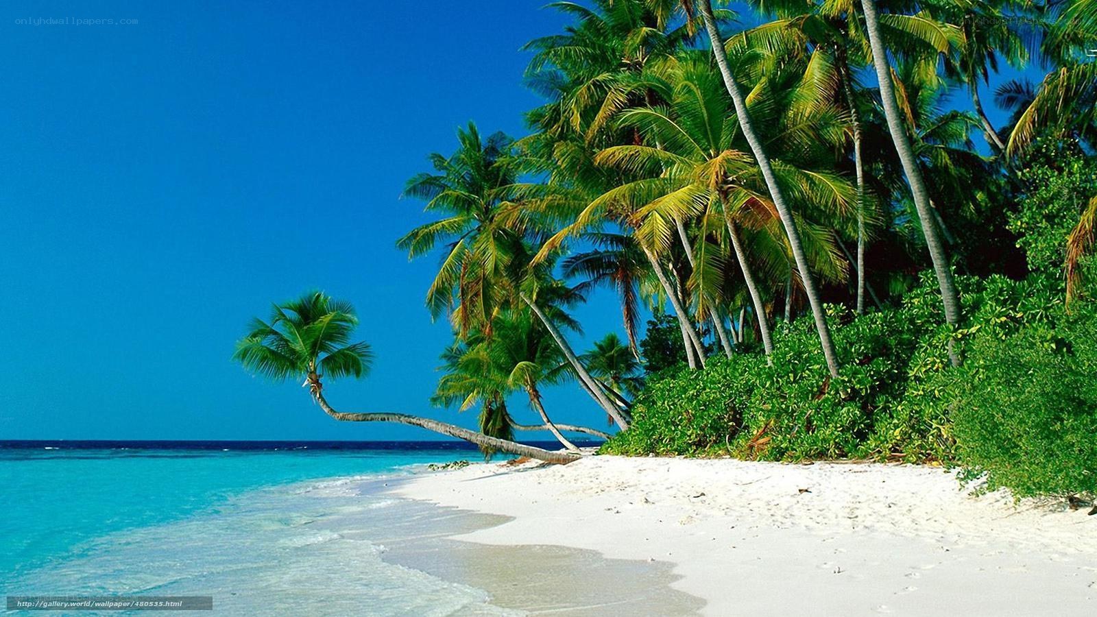tropical beach with palm trees