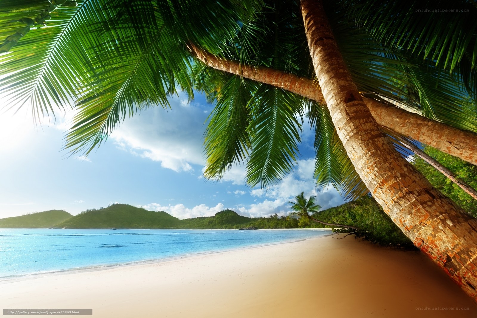 tropical beach with palm trees