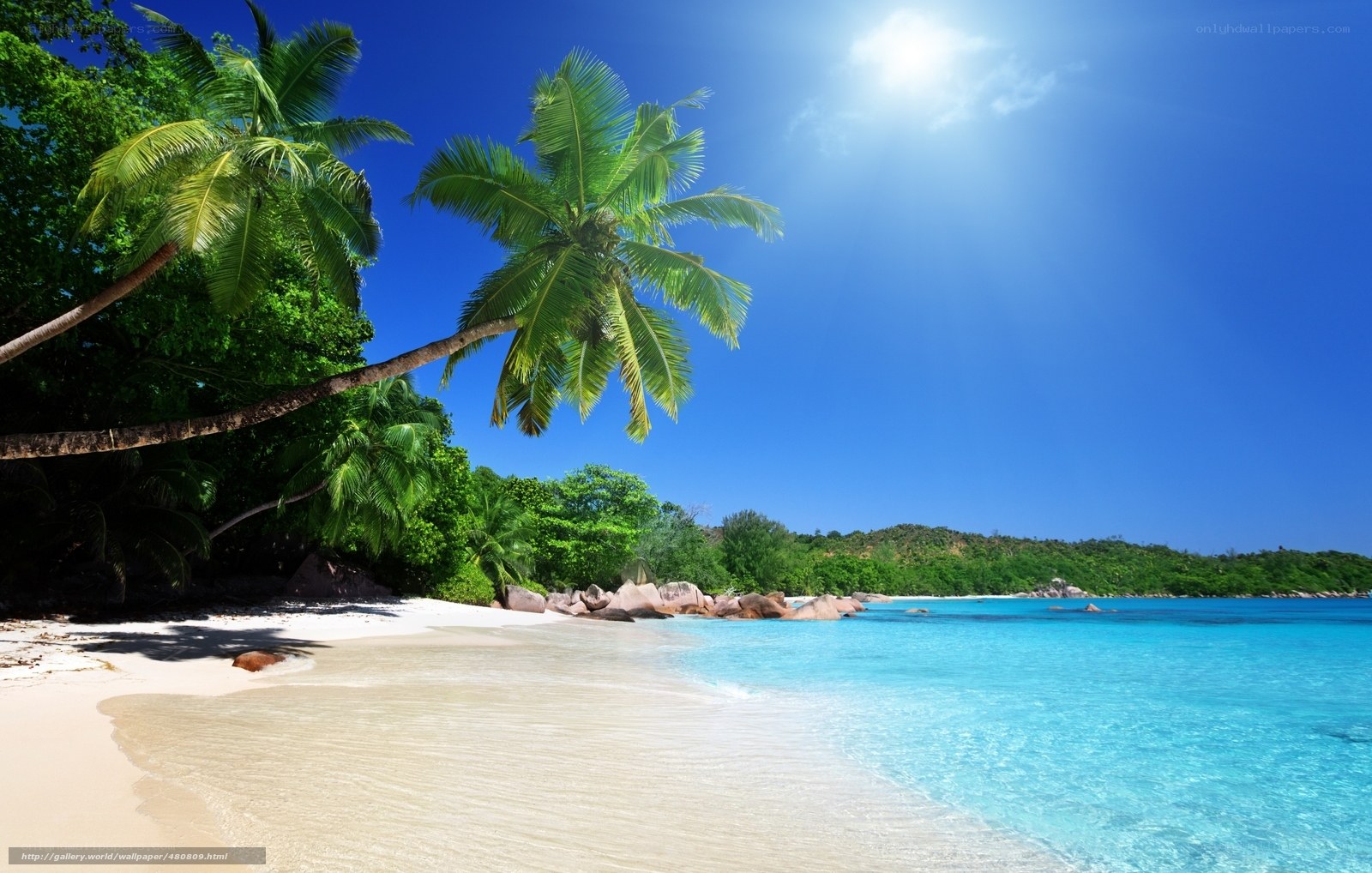 tropical beach with palm trees