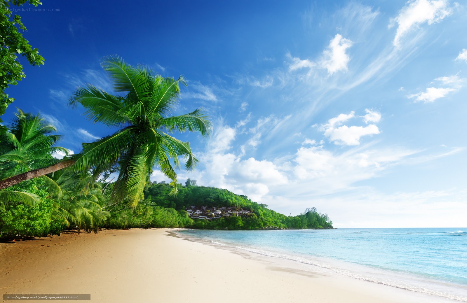 Tropical beach with palm trees