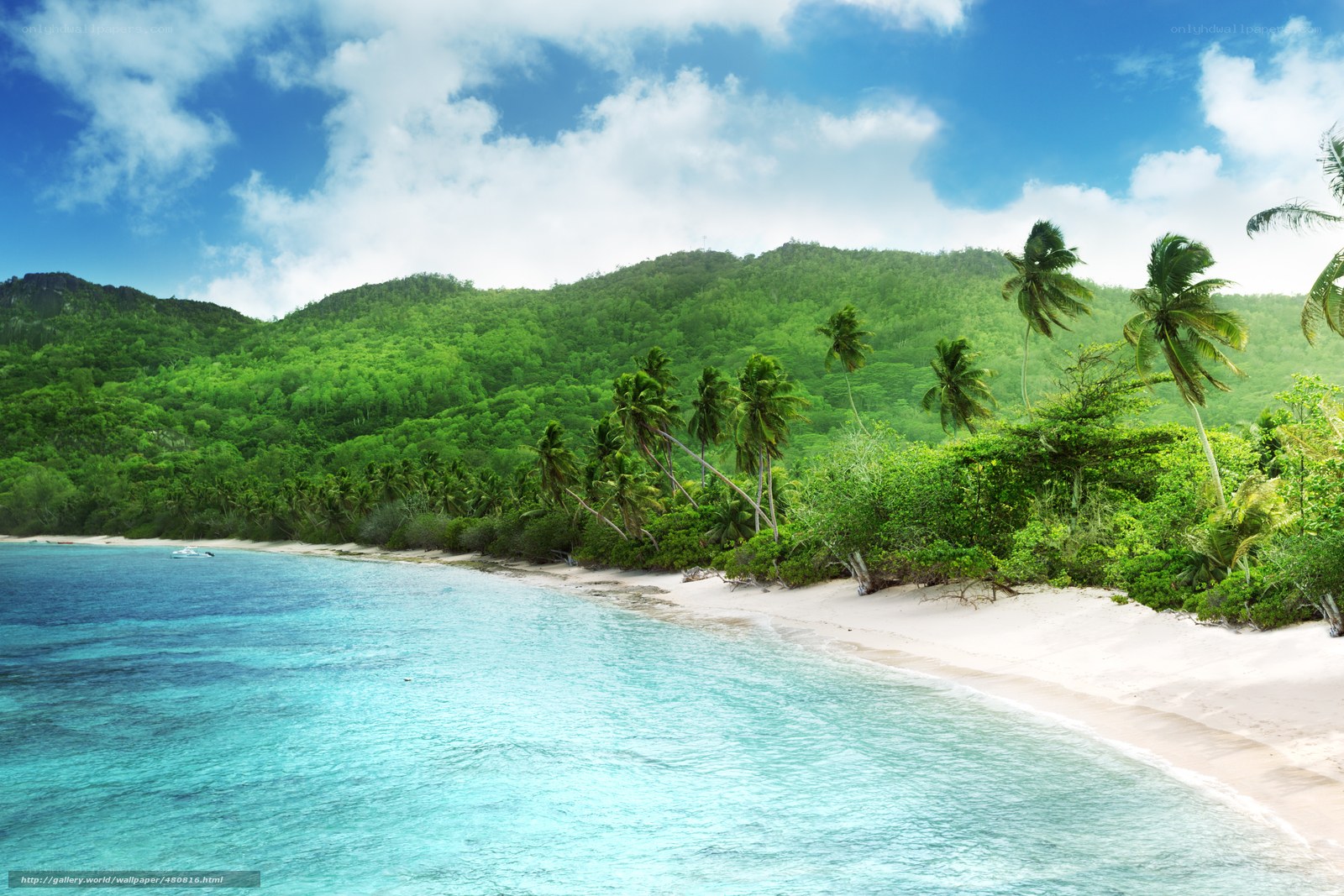 tropical beach with palm trees