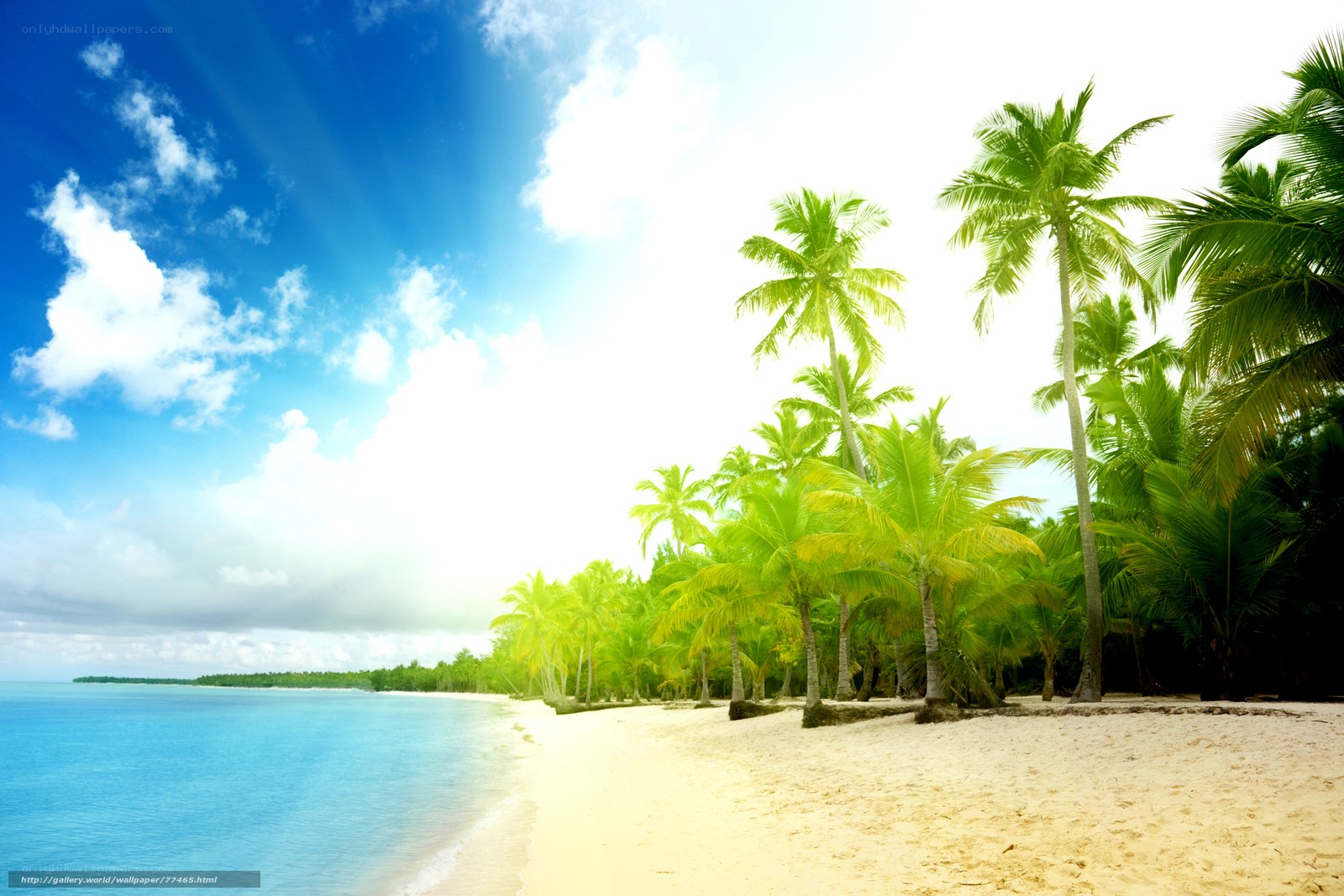 tropical beach with palm trees