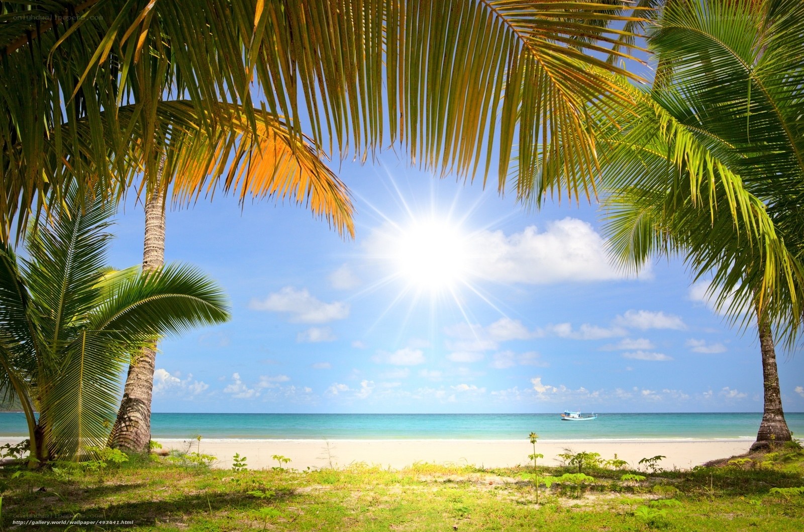 tropical beach with palm trees