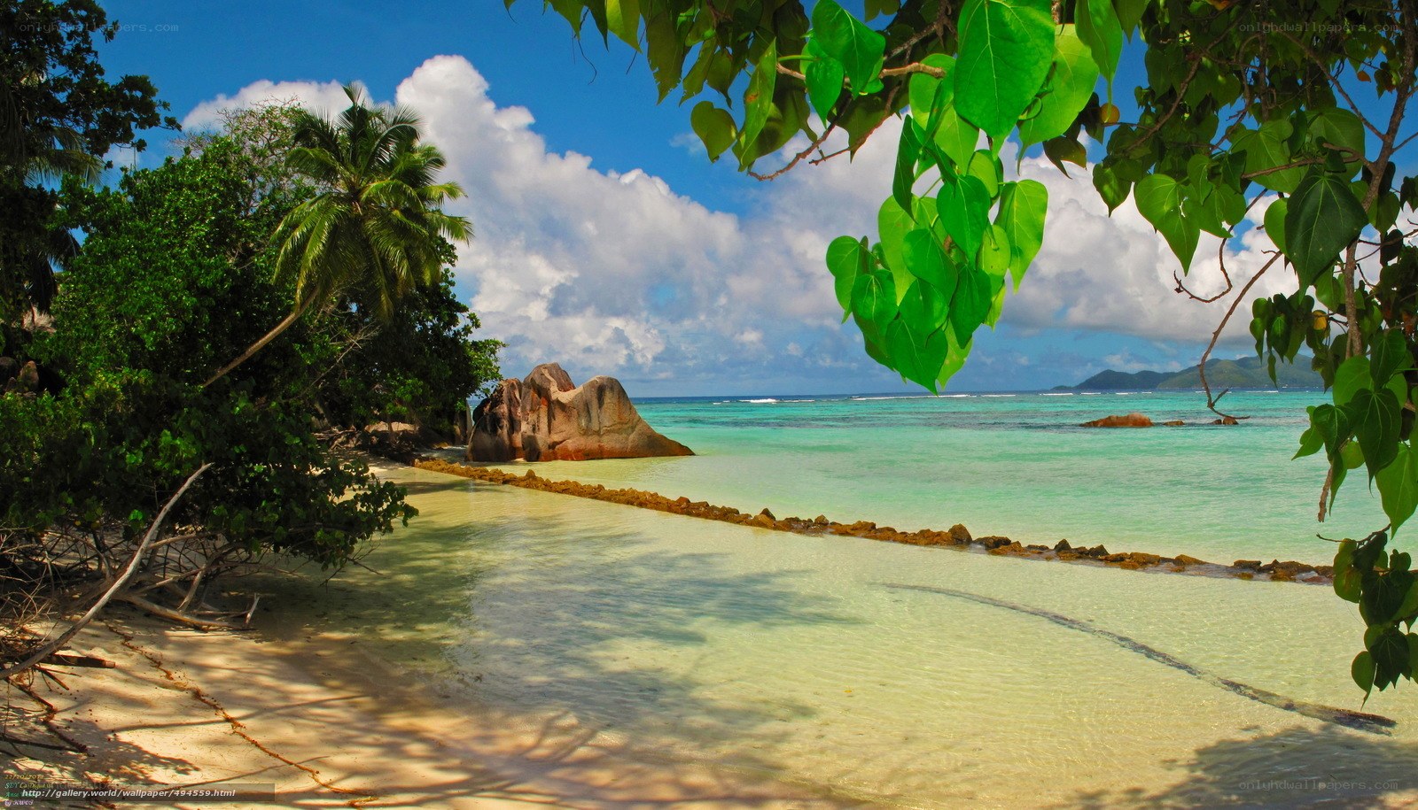 tropical beach with palm trees