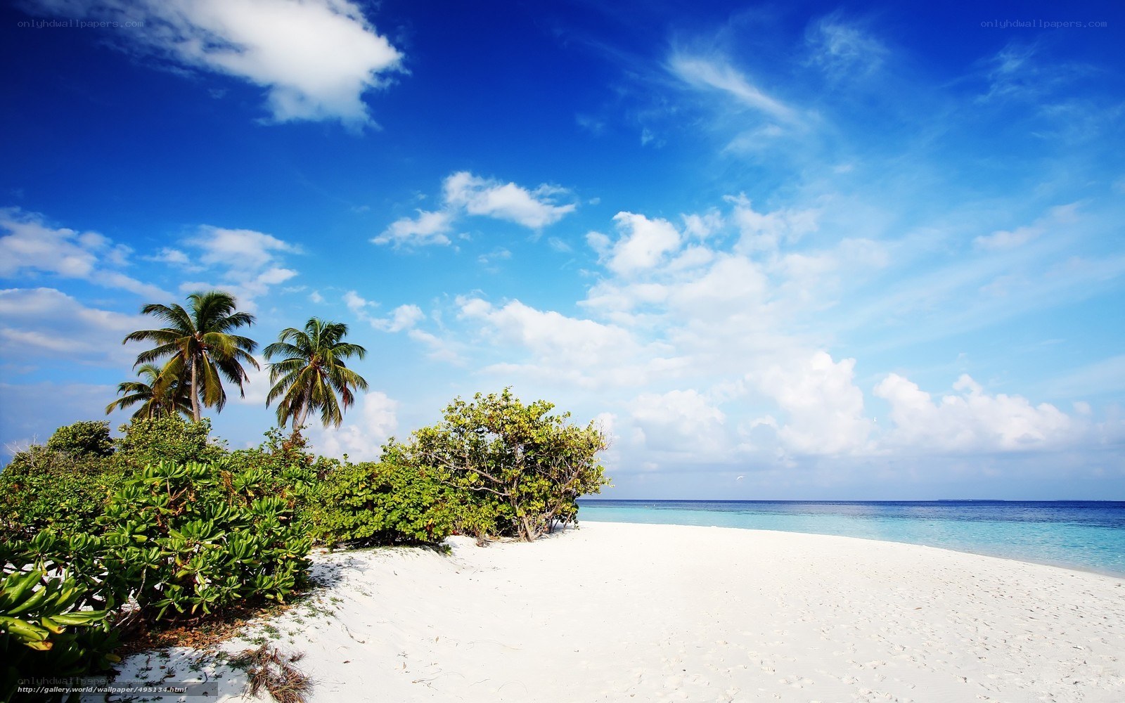 tropical beach with palm trees