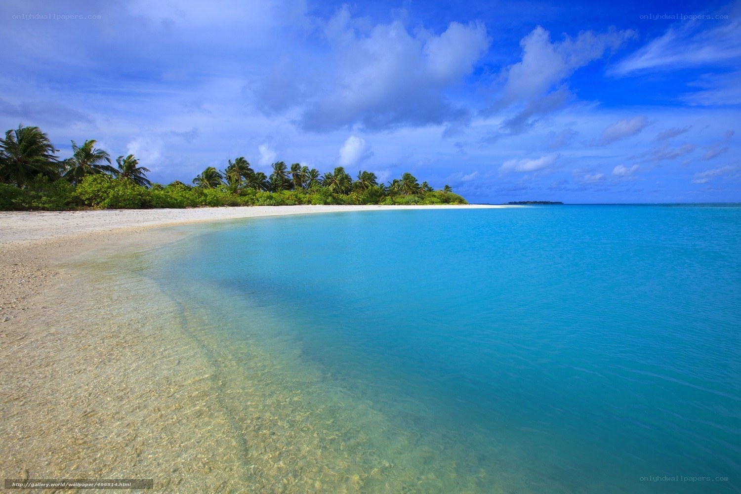 tropical beach with palm trees