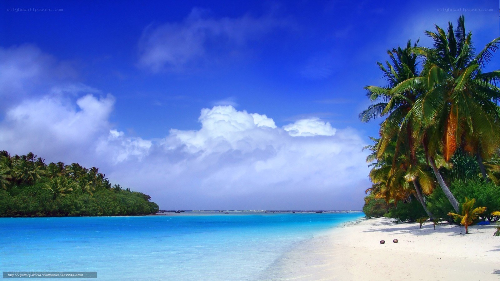tropical beach with palm trees