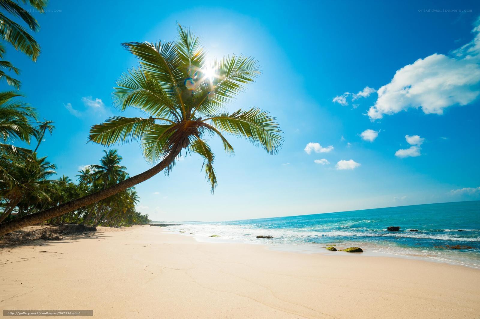 Tropical beach with palm trees