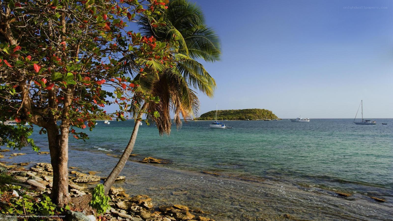 tropical beach with palm trees