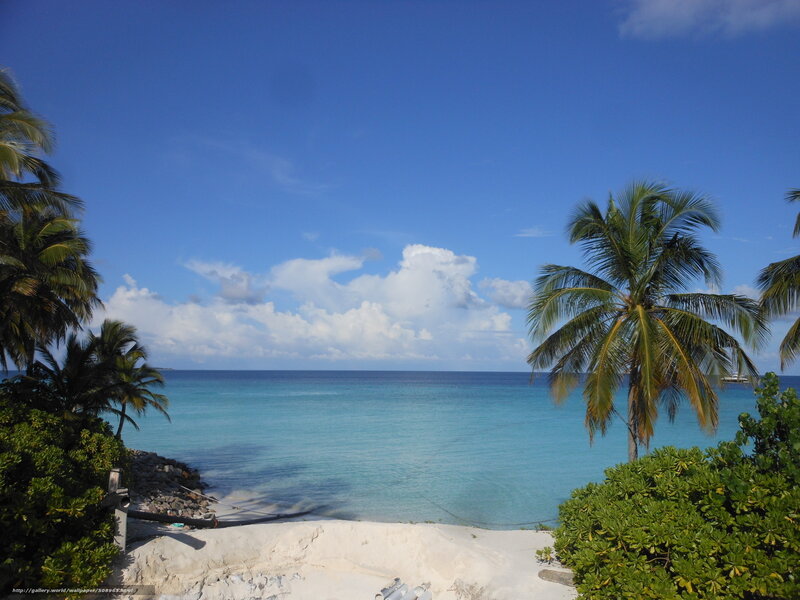 Tropical beach with palm trees