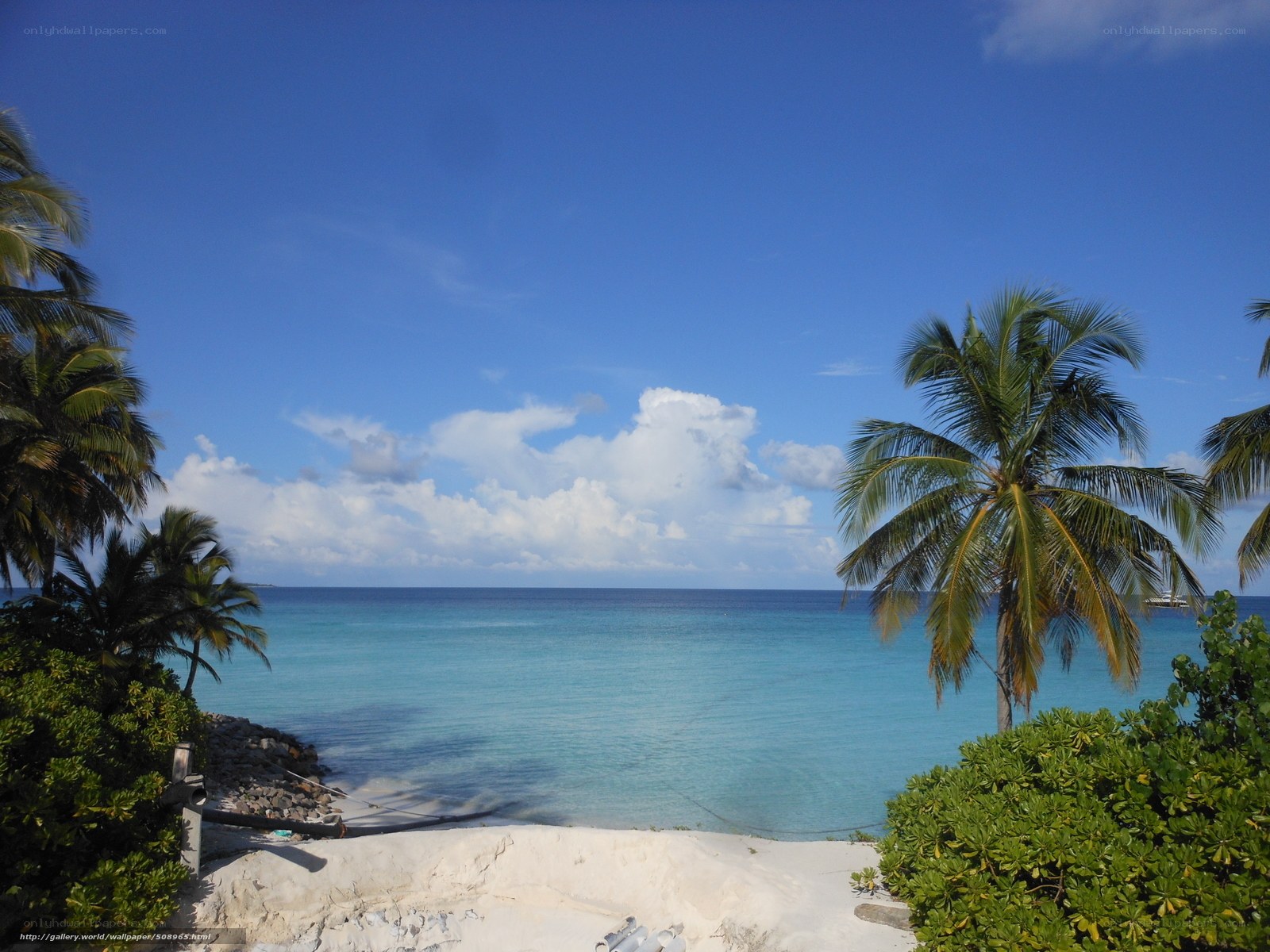 Tropical beach with palm trees