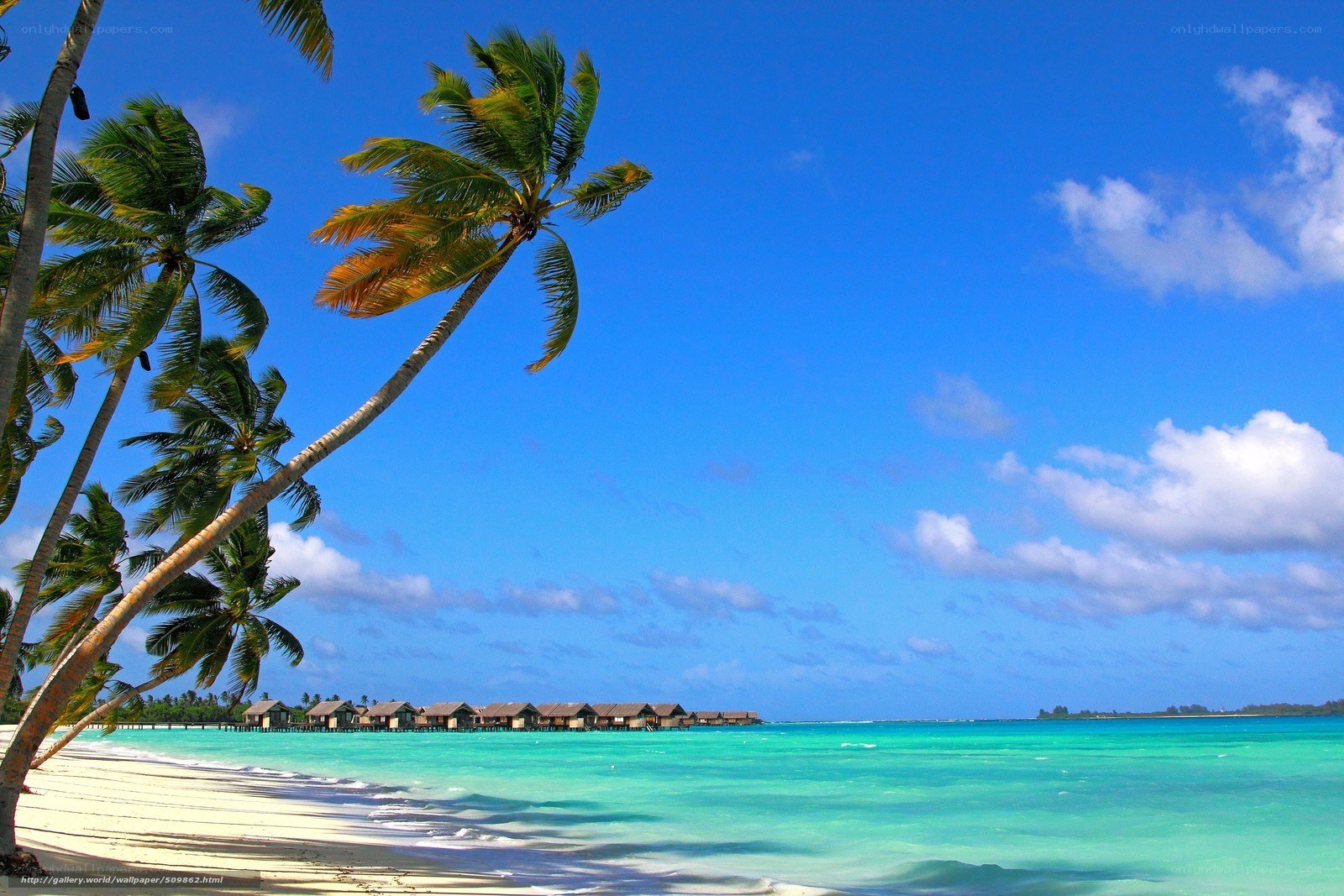 tropical beach with palm trees