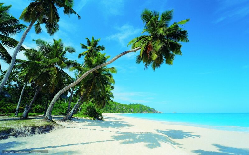 tropical beach with palm trees