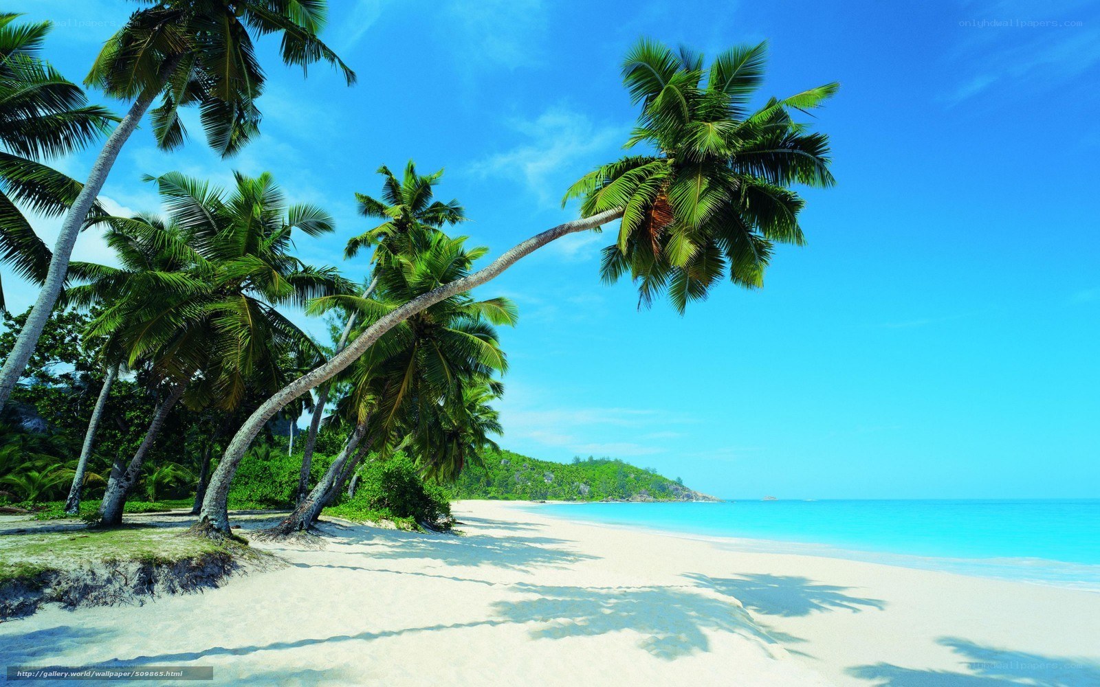 tropical beach with palm trees