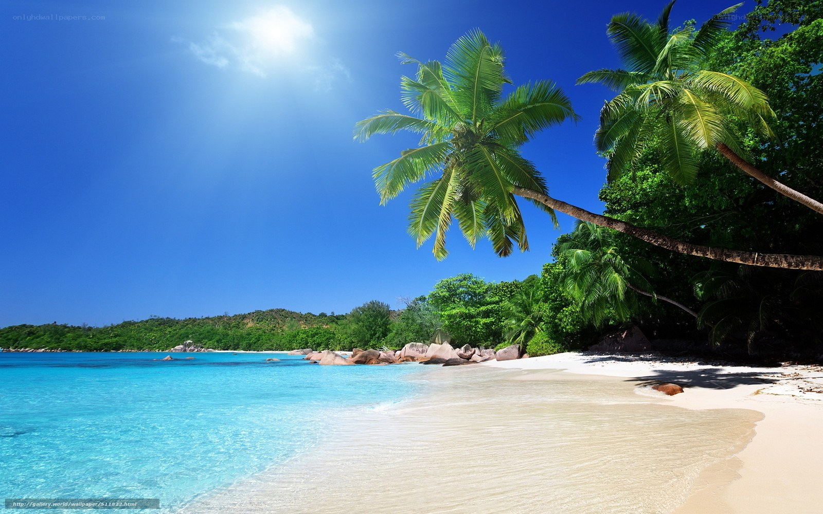 tropical beach with palm trees