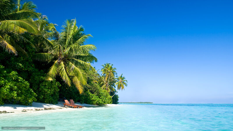 tropical beach with palm trees