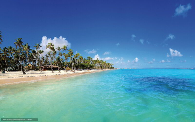 tropical beach with palm trees