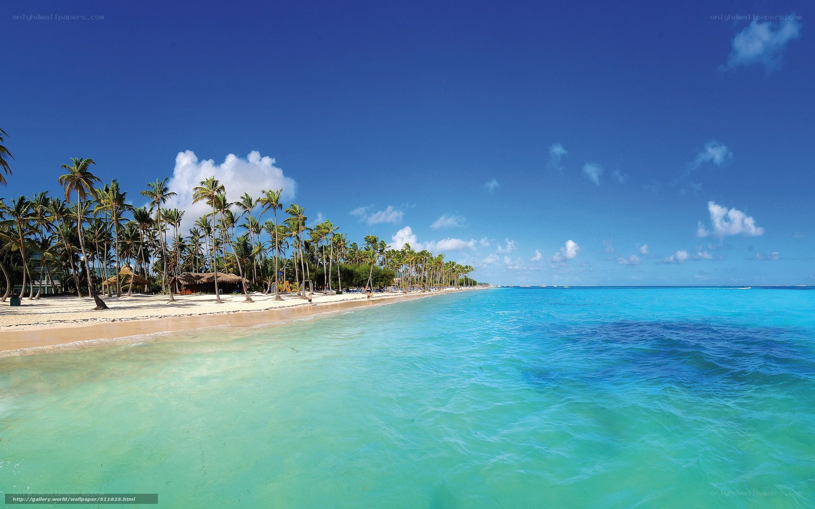 tropical beach with palm trees