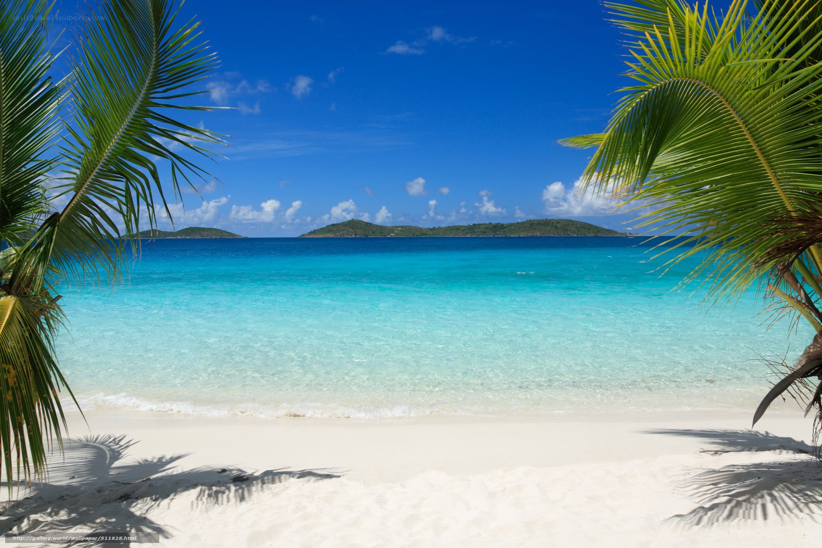 tropical beach with palm trees