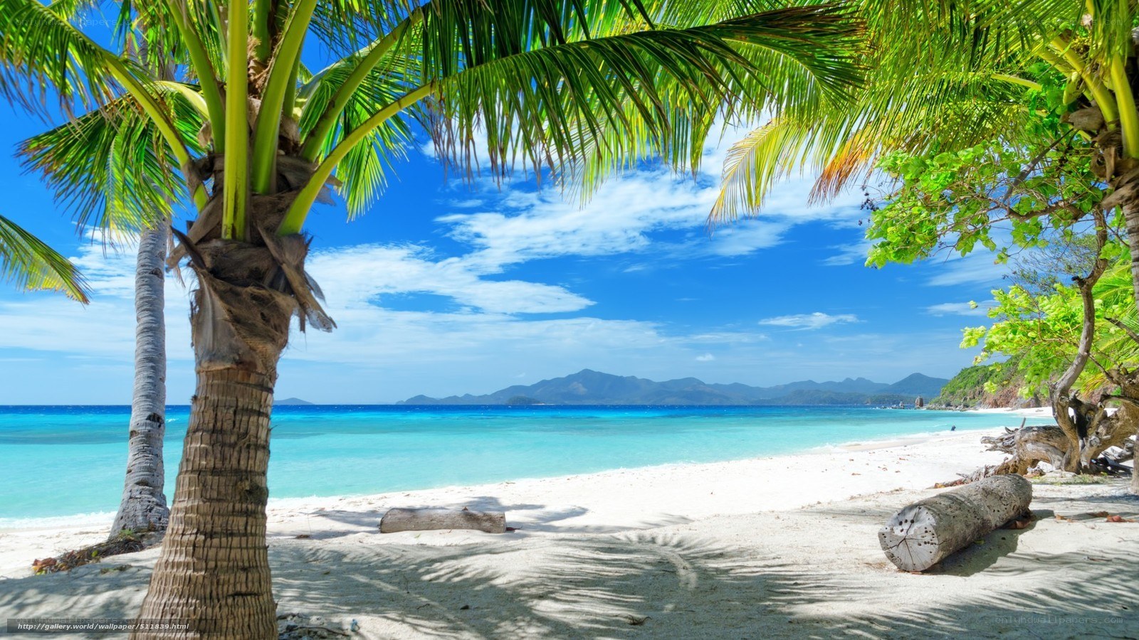 Tropical beach with palm trees