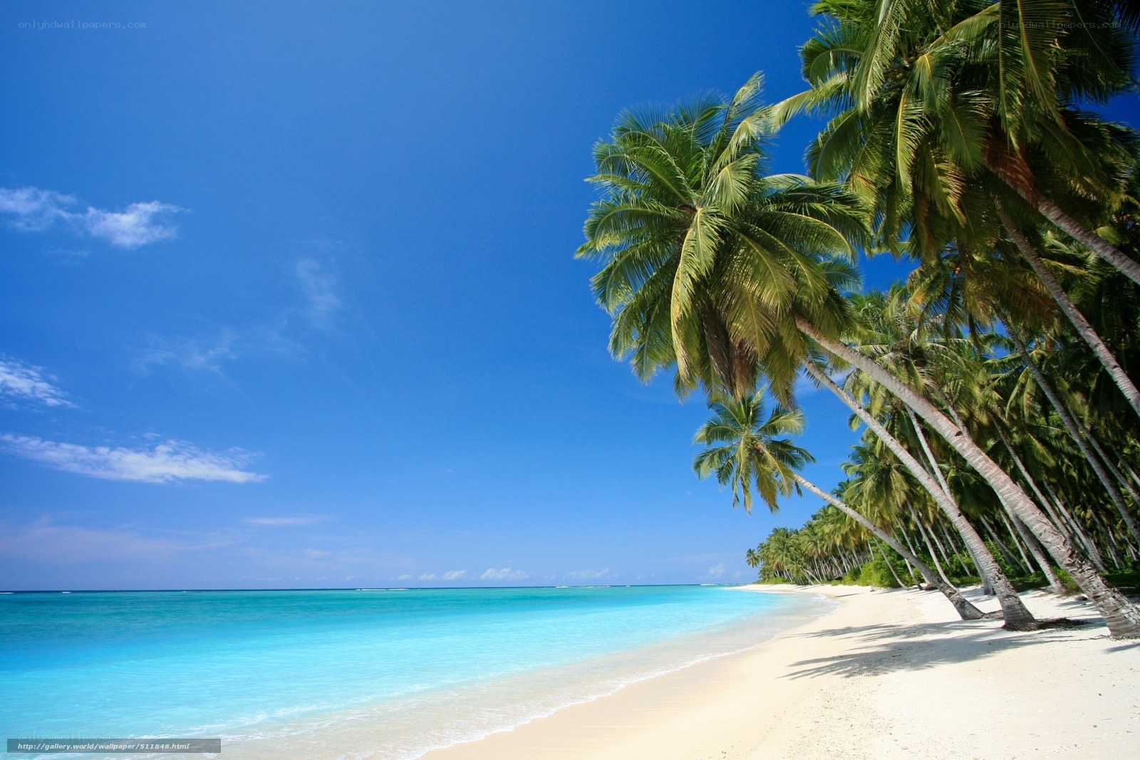 tropical beach with palm trees