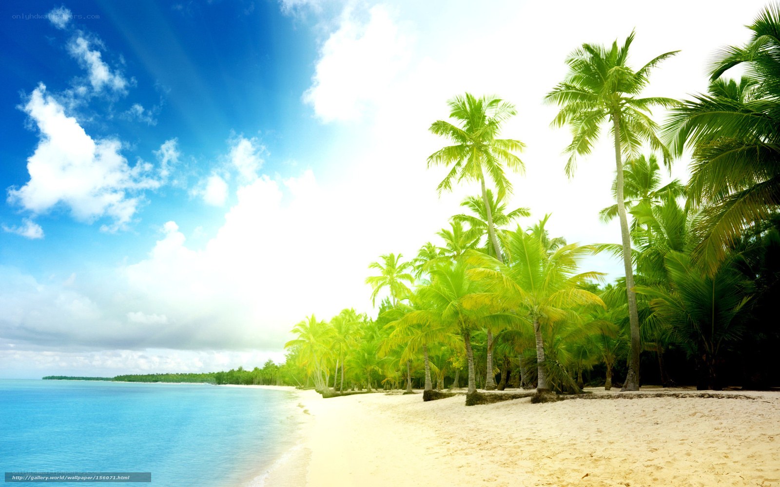 Tropical beach with palm trees