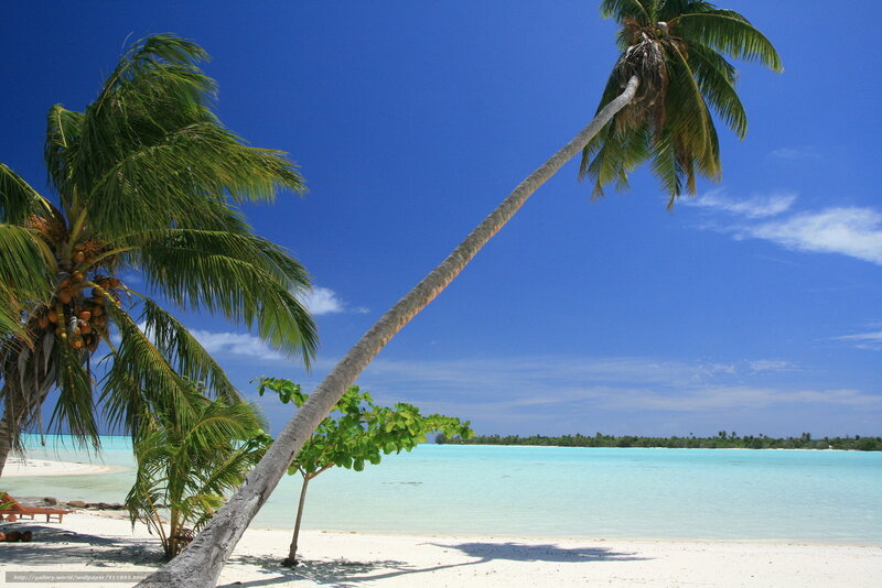 tropical beach with palm trees