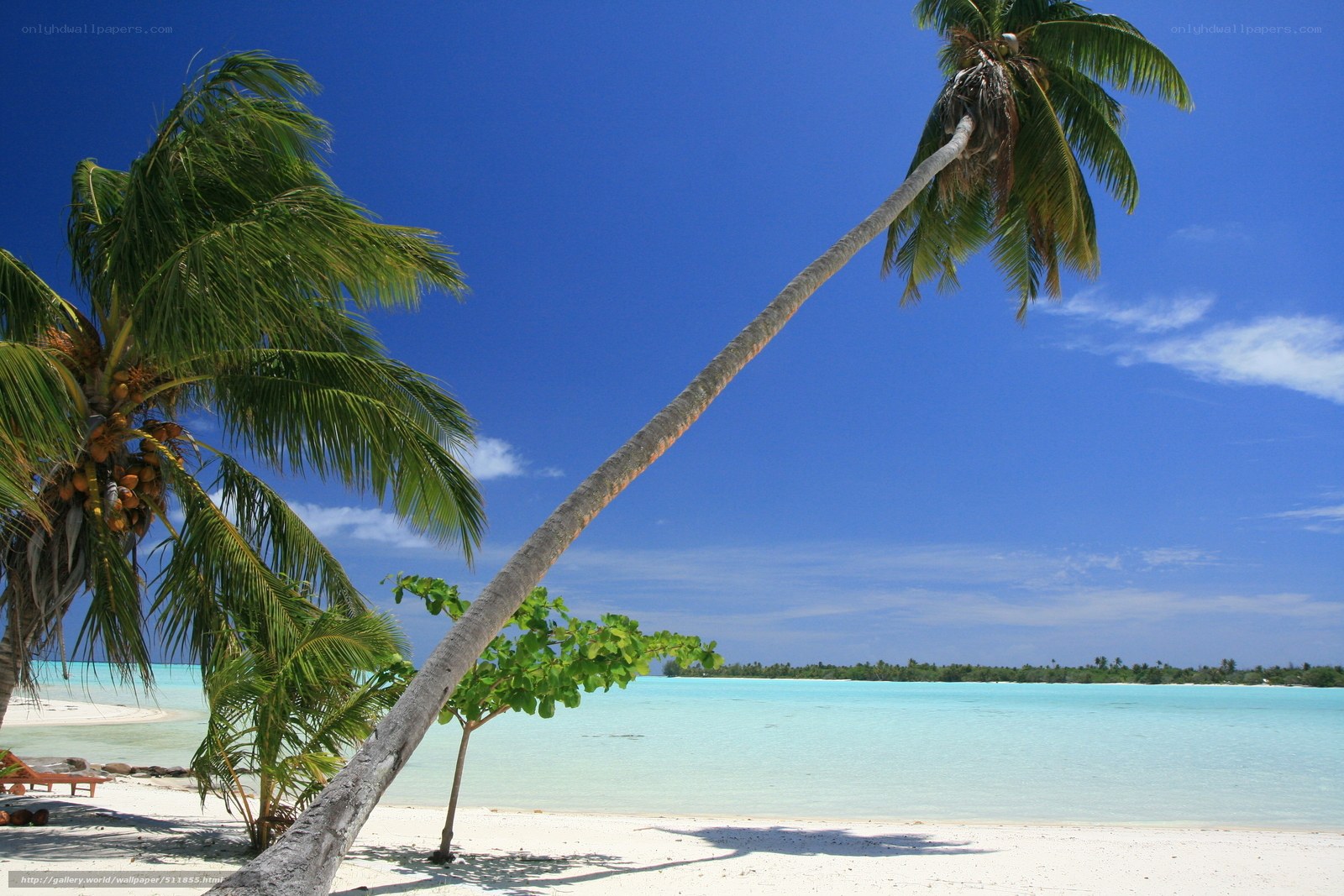 tropical beach with palm trees