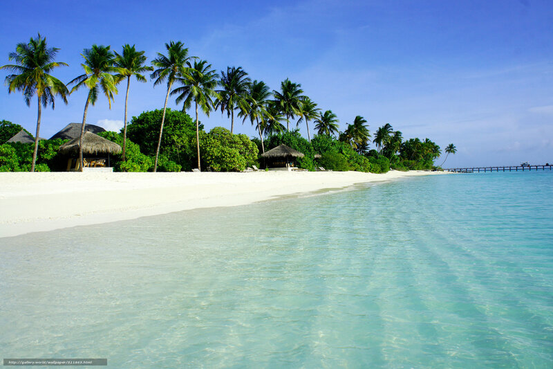 tropical beach with palm trees