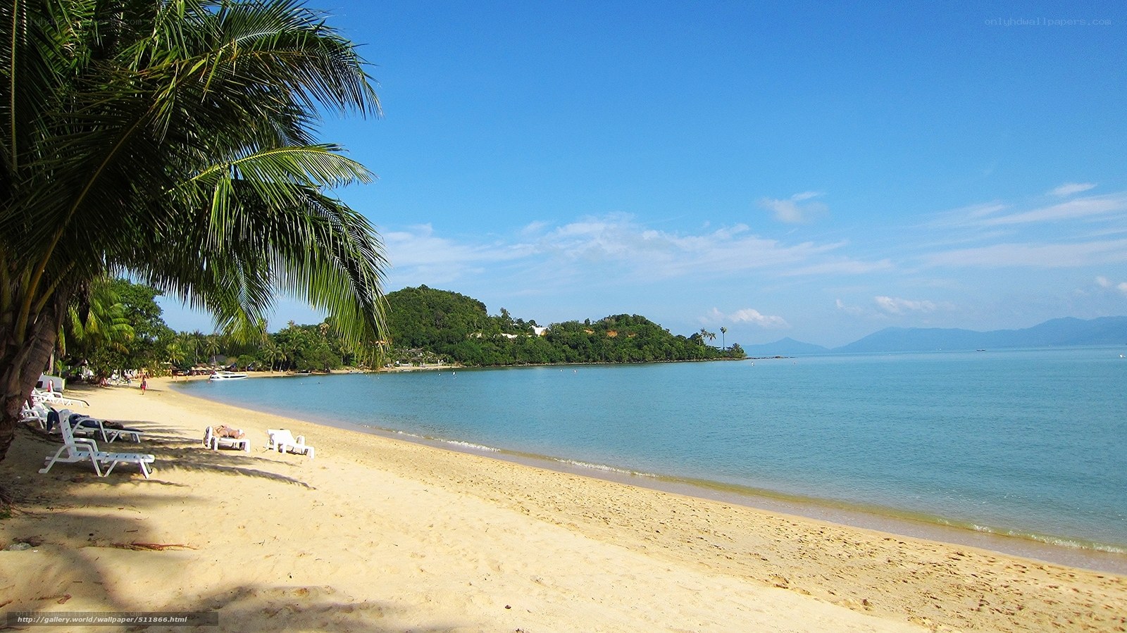 tropical beach with palm trees
