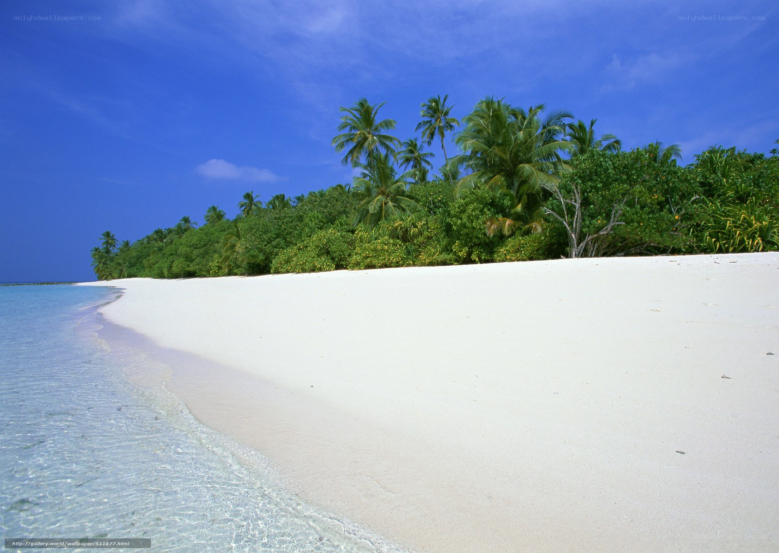 tropical beach with palm trees