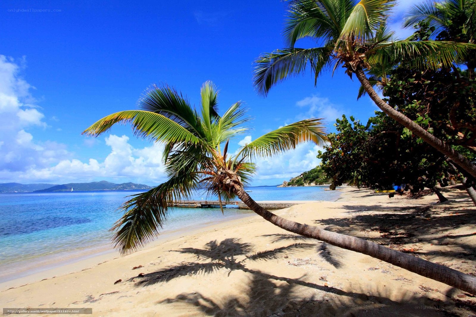 tropical beach with palm trees