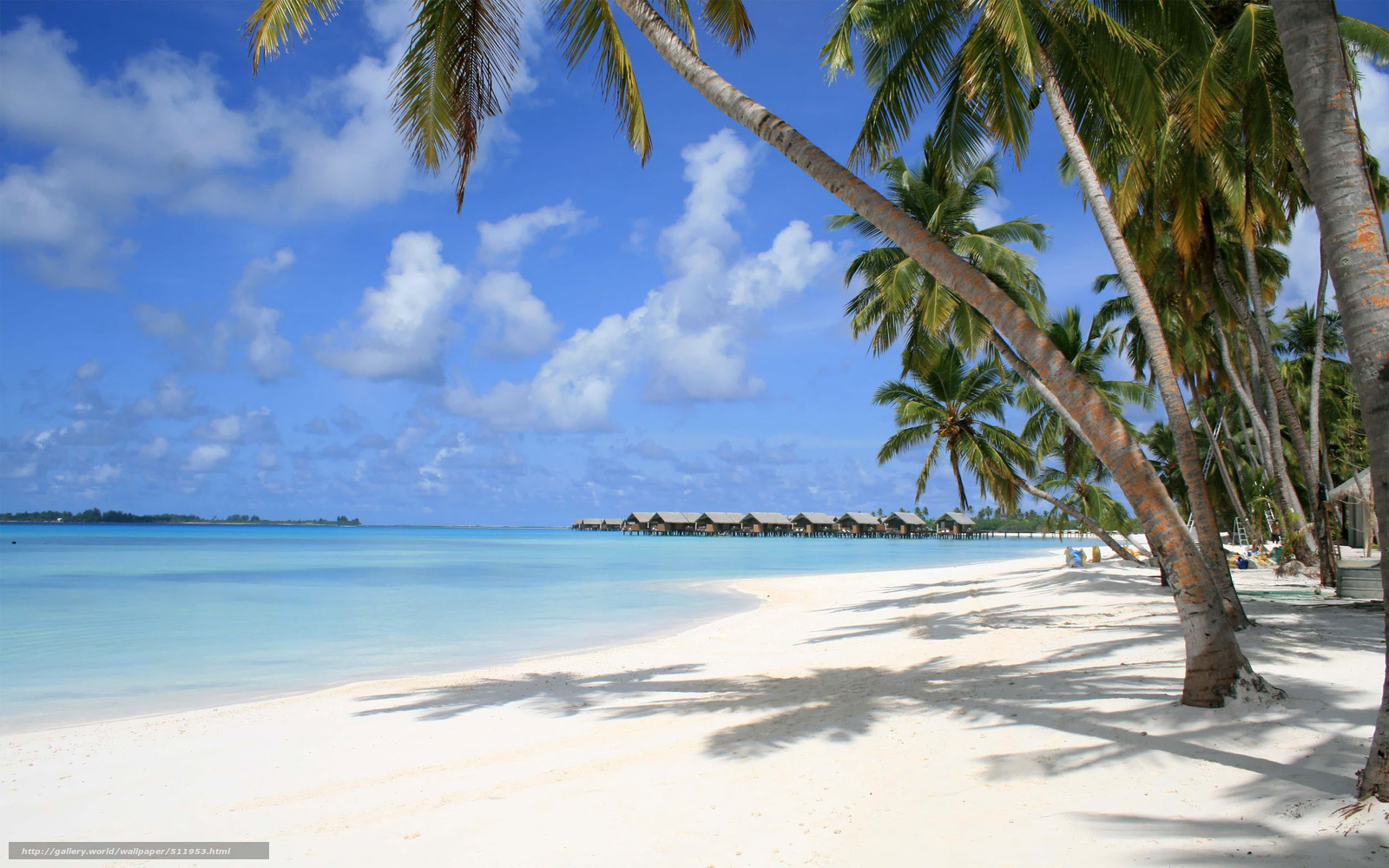 tropical beach with palm trees