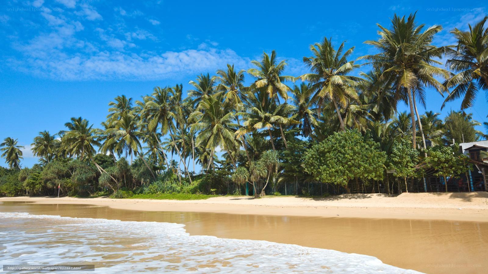 tropical beach with palm trees