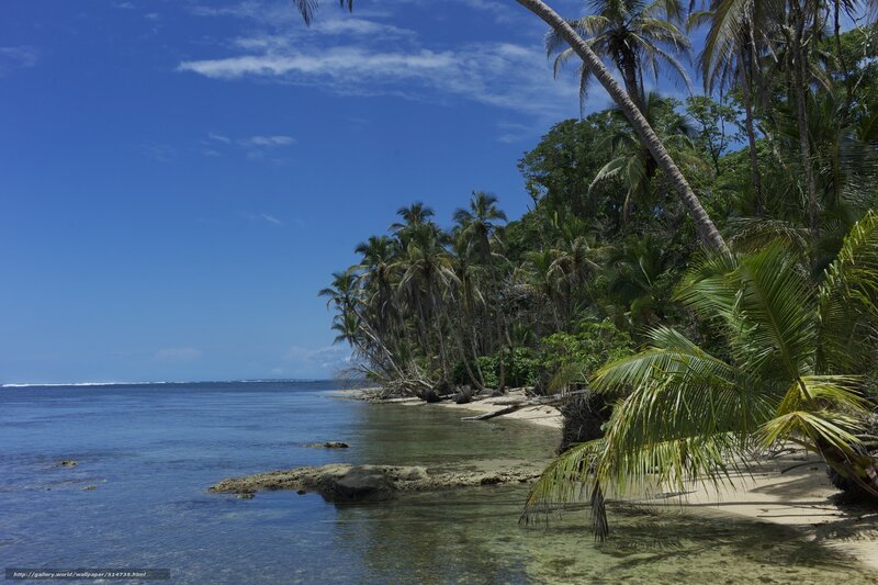 tropical beach with palm trees