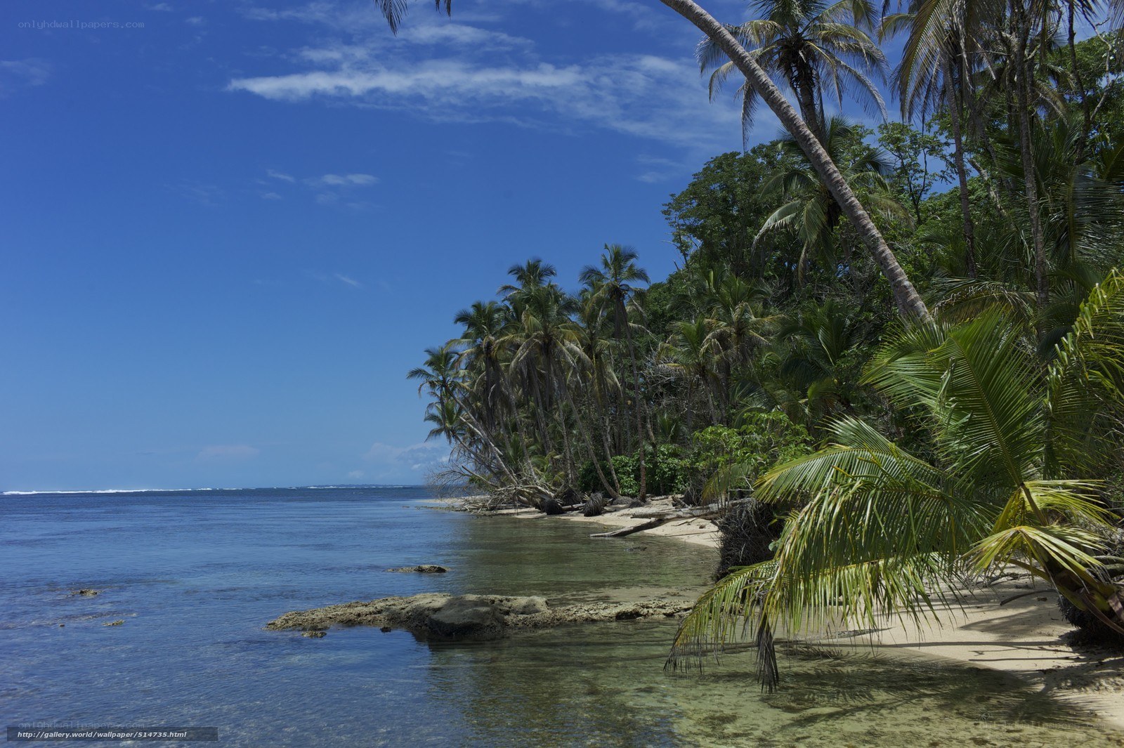 tropical beach with palm trees