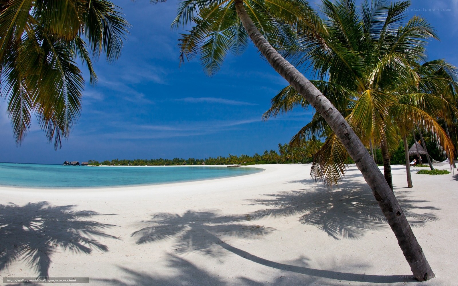 tropical beach with palm trees