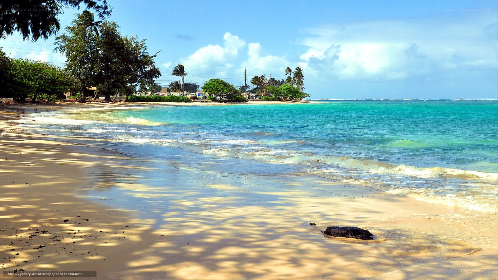 tropical beach with palm trees