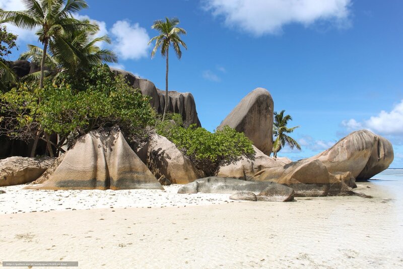 tropical beach with palm trees