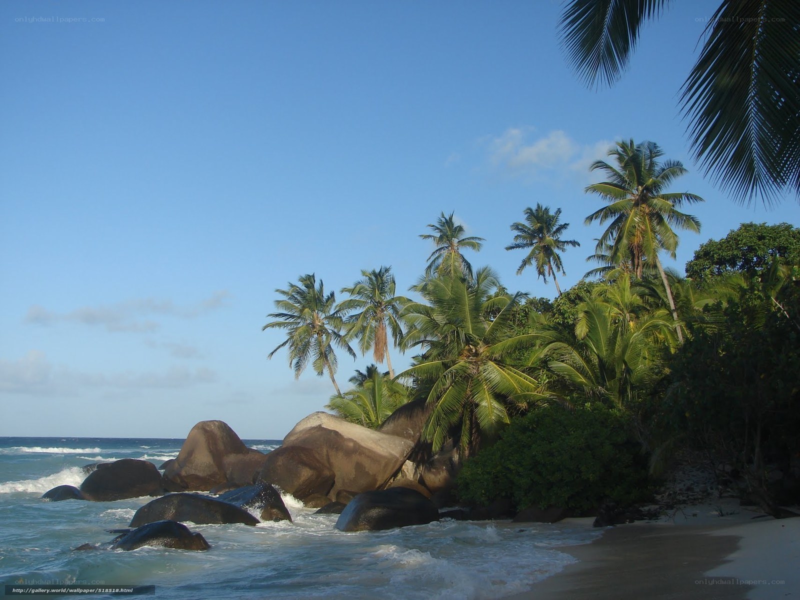 tropical beach with palm trees
