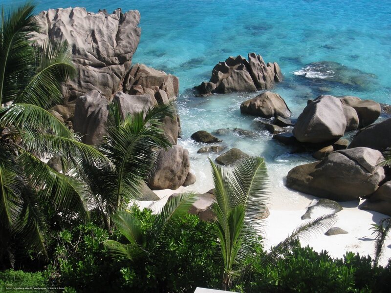 tropical beach with palm trees