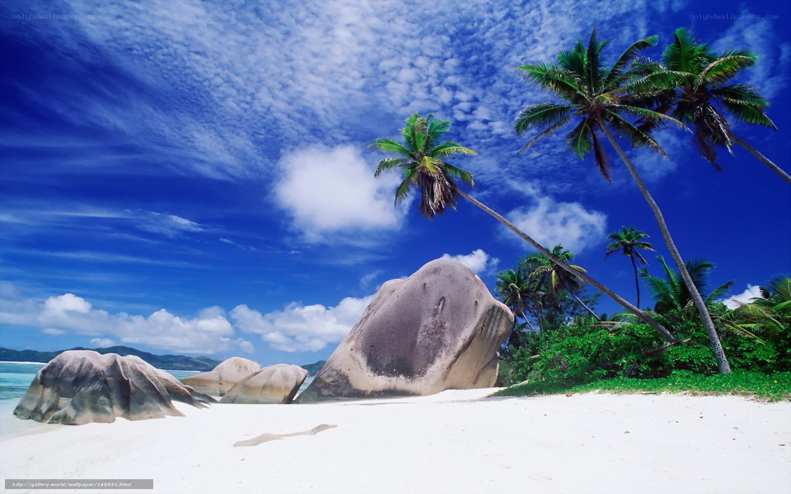 tropical beach with palm trees