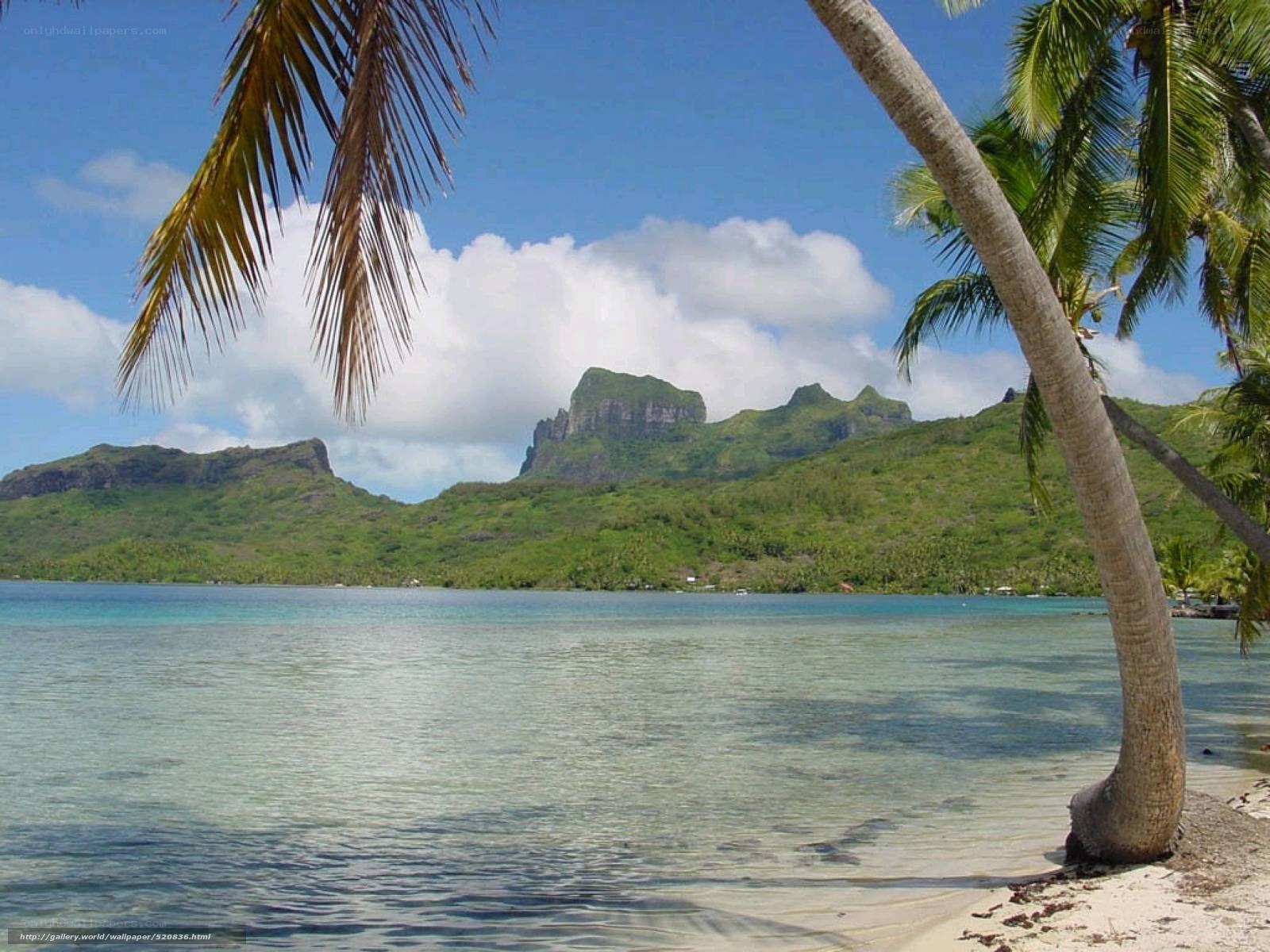 tropical beach with palm trees